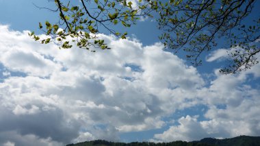 Mavi gökyüzü, yeşil ağaçlar ve bulutlar 