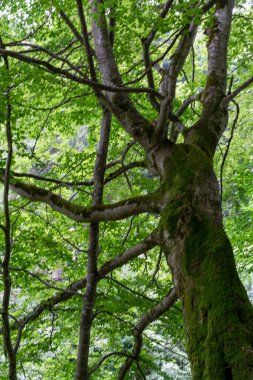 Ormandaki yeşil ağaç 
