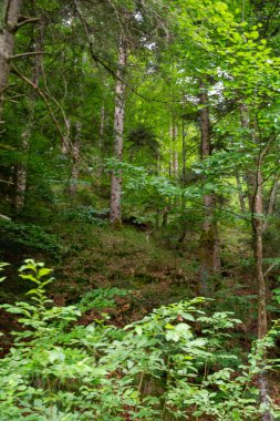 Yoğun bir ormanda güzel yeşil bir orman. 