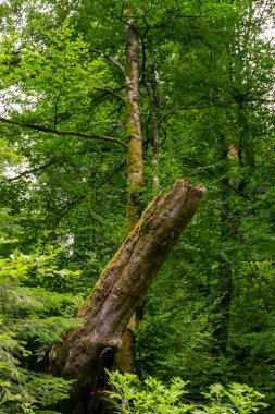 İlkbaharda ağaçları olan güzel bir orman 