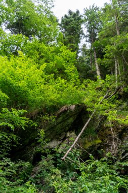 Dağlardaki yeşil orman 