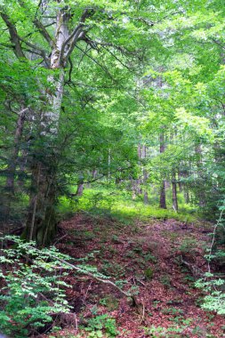 Ormandaki orman 