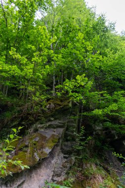 Ormanın güzel bir görüntüsü. 