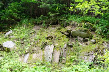 Yazın yeşil dağ ormanı 