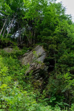 Güzel bir orman manzarası. 