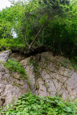 Yeşil bir parktaki güzel bir manzara. yüksek kaliteli fotoğraf 