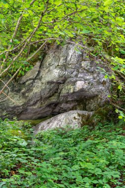 Güzel bir orman manzarası. 