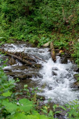 Ormanda güzel bir şelale 