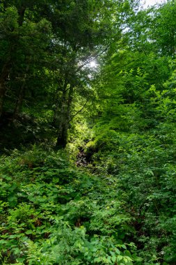 a forest in the mountains 