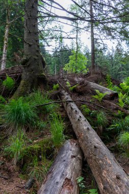 Ağaçlar ve kayalarla çevrili bir ormanın yakın çekimi. 