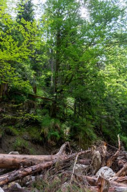 Baharda güzel yeşil orman. 