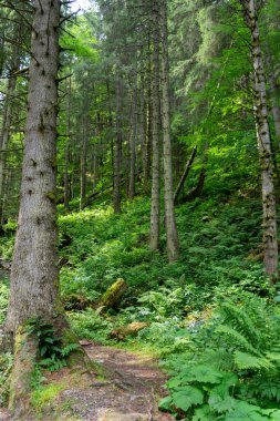 Karpatlar 'daki yeşil orman 