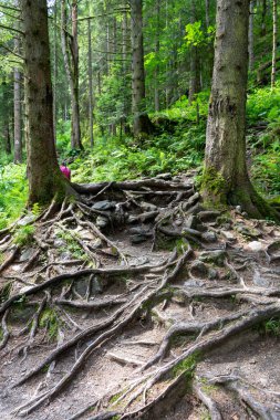 Ormanda ağaç kökleri 