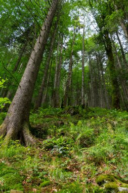 Ormandaki manzara çok güzel. yaz 