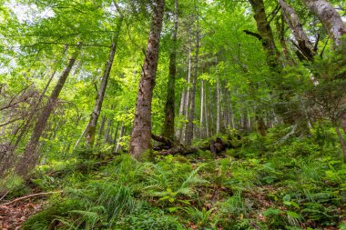 Yazın güzel bir orman.. 