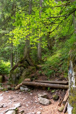 Ormandaki güzel dağ nehri.. 