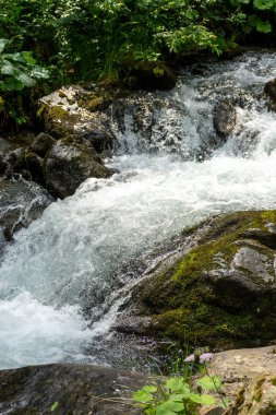 Ormandaki güzel dağ nehri 
