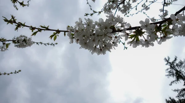 Białe Kwiaty Drzewie — Zdjęcie stockowe