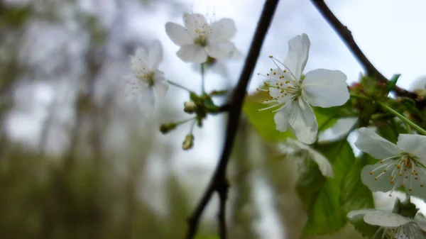 꽃피는 아름다운 사과나무 — 스톡 사진