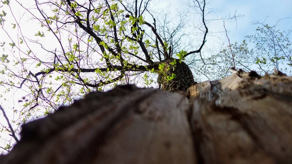 Starý Strom Lese — Stock fotografie