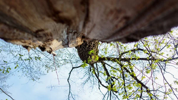 Una Toma Ángulo Bajo Árbol —  Fotos de Stock