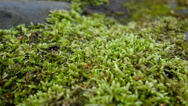 Green Moss Ground — Stock Photo, Image