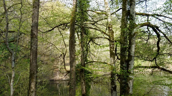 Vackert Landskap Med Flod Och Träd — Stockfoto