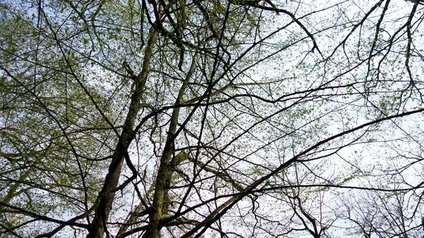 Fák Erdőben Tavasszal — Stock Fotó