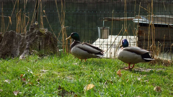 Zwei Enten Flussnähe Stadtpark Foto Hoher Qualität — Stockfoto