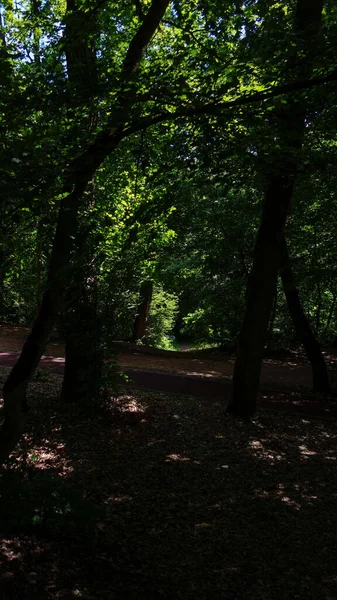 Yazın yeşil park 