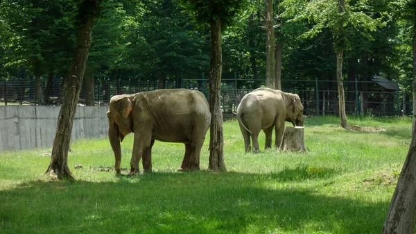 Стадо Диких Слонів Зоопарку — стокове фото