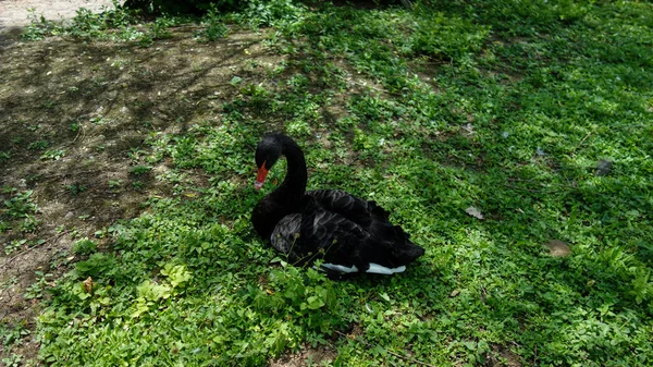 Hermoso Cisne Negro Parque Verano — Foto de Stock