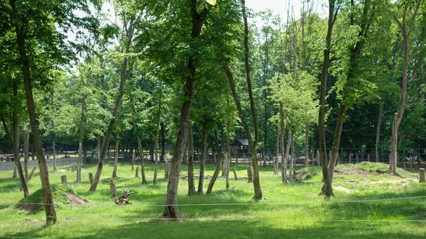 Зеленые Деревья Саду — стоковое фото