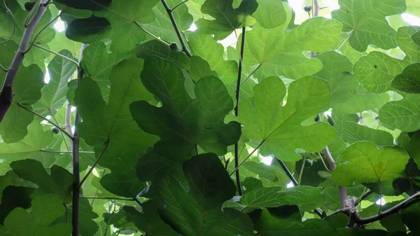 Eine Nahaufnahme Von Grünen Blättern Auf Einem Ast Unter Den — Stockfoto