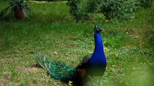 Vacker Påfågel Med Blå Fjädrar — Stockfoto