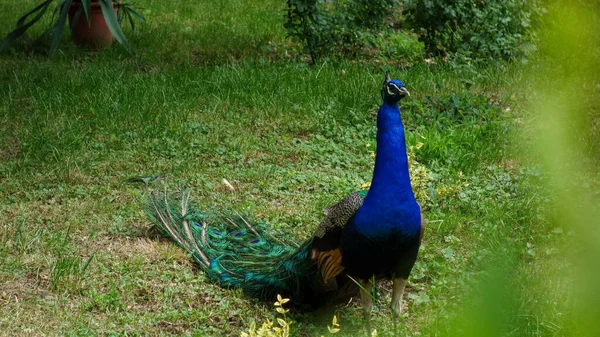 Peacock Bird Garden Sunny Day — Stock Photo, Image