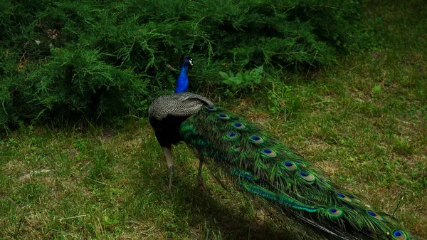 Vacker Påfågel Med Gröna Fjädrar — Stockfoto