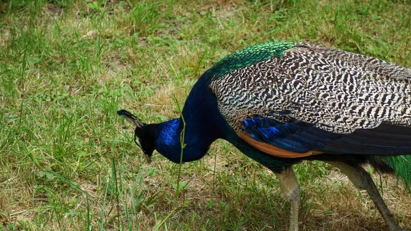 Peacock Zoo — Stock Photo, Image