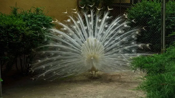 Peacock Hosszú Farok — Stock Fotó