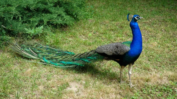 Peacock Peacock Una Especie Ave Paseriforme Familia Peonidae —  Fotos de Stock