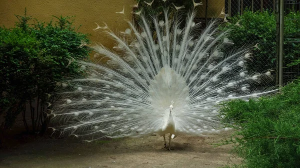 Peacock Avec Une Longue Queue — Photo