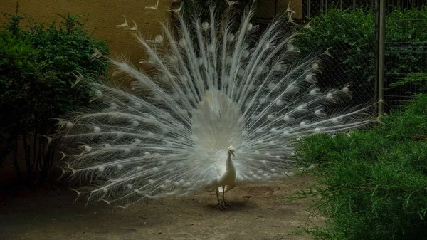 White Peacock Zoo — Stock Photo, Image