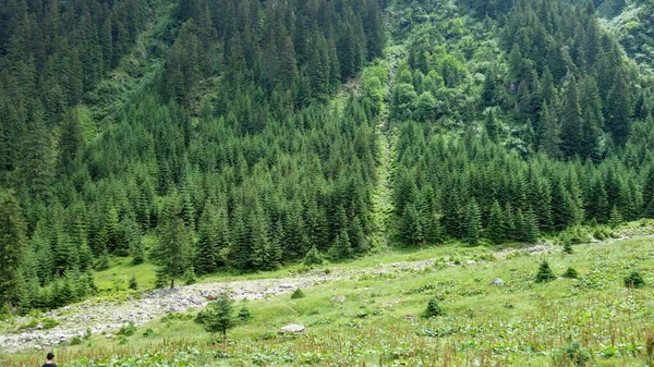 Dağlarda Güzel Bir Dağ Ormanı Manzarası — Stok fotoğraf