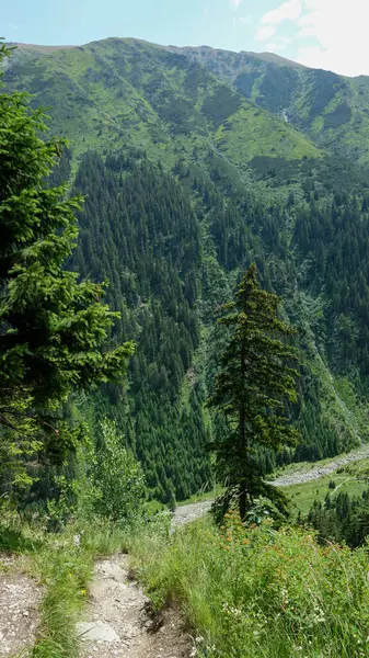 Hermoso Bosque Montaña Con Una Vista Las Montañas Los Cárpatos — Foto de Stock