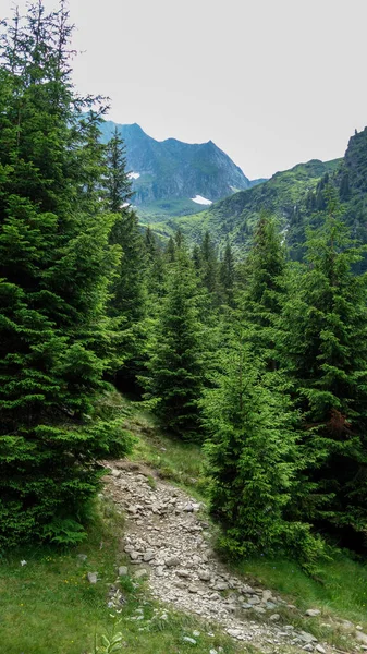 Гірський Пейзаж Гірський Хребет Горах Красиве Літо — стокове фото