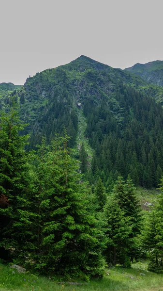 Güzel Dağ Ormanı Manzarası — Stok fotoğraf