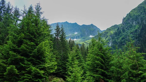 Güzel Yeşil Dağ Orman — Stok fotoğraf