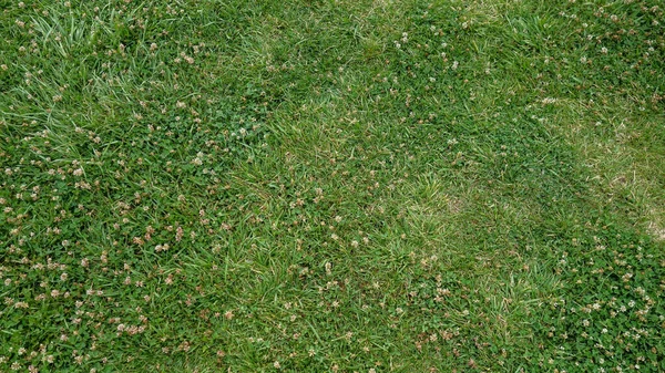 Зеленый Цвет Травы Вид Сверху — стоковое фото