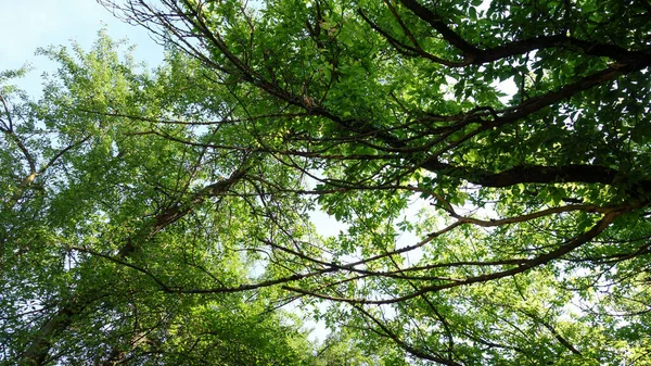 Ramos Árvore Verde Primavera — Fotografia de Stock