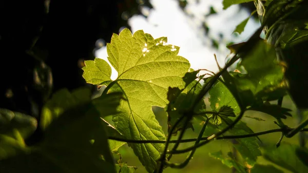 Ein Selektiver Fokusschuss Grüner Blätter Sonnenlicht — Stockfoto